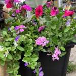 Beautiful planters