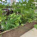 All season Herb planters