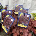Hardy perennials