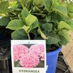 Spectacular Hydrangeas