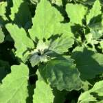 Lambs Quarters