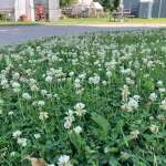 Community Market in 2 weeks, Gardens growing