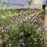 Lovely Lavender
