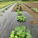 Planting trials