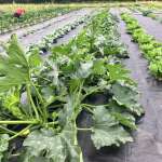 July Goodness, Community Market & More