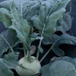 Yummy kohlrabi