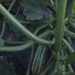 Tiger baby zucchini