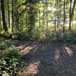 Forest path