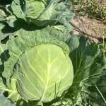 Crunchy Cabbage