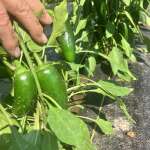 Jalapeno time