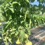 Come on tomatoes!