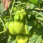 Baby Bell sweet peppers