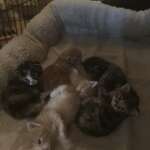 Mimo's kittens