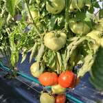 Tomatoes ripening