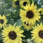 Happy bees