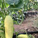 White Martini cucumbers