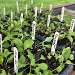 Ready for planting