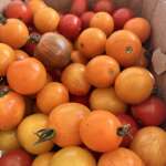 Strawberry plants, Garden Workshops, Market Ordering