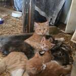 Mimo and kittens