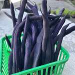 Tasty purple beans