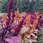 Festive Fall, Amazing market, Delicious days