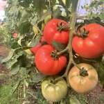 Beautiful tomatoes ripening in the greenhouse