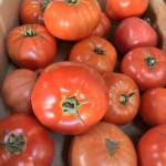 Beautiful tomatoes