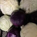 Winter Cabbage Winter Cabbage