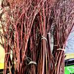 Dogwood bundles for sale