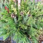 Evergreen Planters for sale