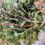 Evergreen bundles for sale