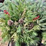 Welcome December, Evergreen time