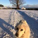 Merry Christmas & Happy New Year