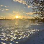 Morning glory Morning glory