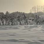 Snowy days Snowy days