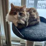 Kittens are getting big