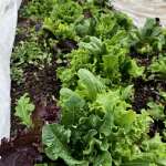 Dreaming of spring greens