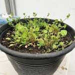 Spring greens planter