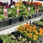 Beautiful annuals Beautiful annuals