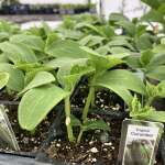 Frost tender young plants Frost tender young plants