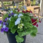 Jolly June, Plants all on sale, here comes summer