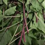 Beet greens Beet greens