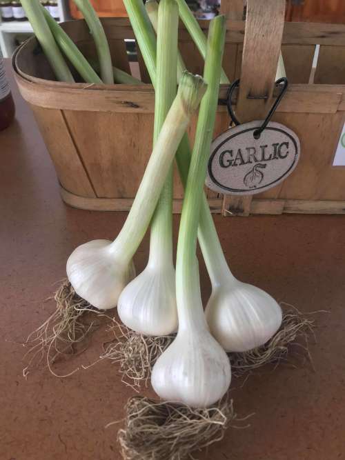 Garlic Is Here!
