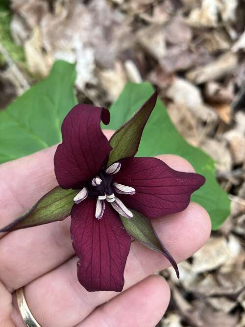 Time to start Planting, Garden Center open