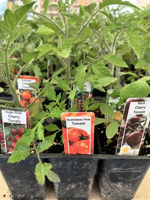 Happy Long Weekend, beautiful, delicious plants
