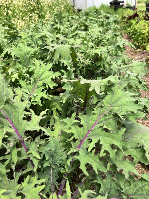 Happy June, transition time, planting flexibility