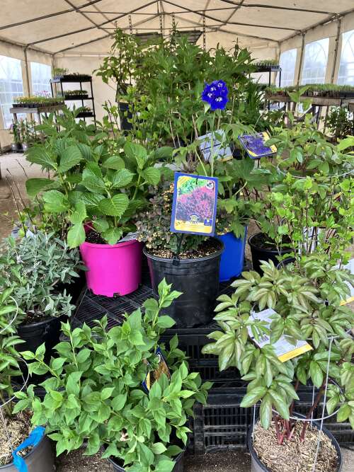 Summer fast approaching, Plants on sale, Haskaps ready