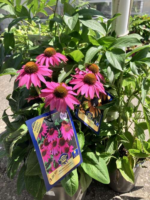 Last Week for our Garden Center, Plant sale & more