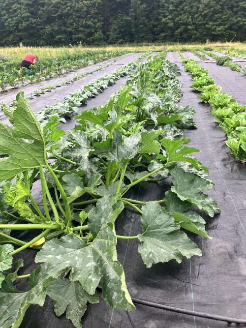 July Goodness, Community Market & More