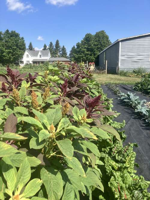 More and More from the gardens & Yummy fruit!